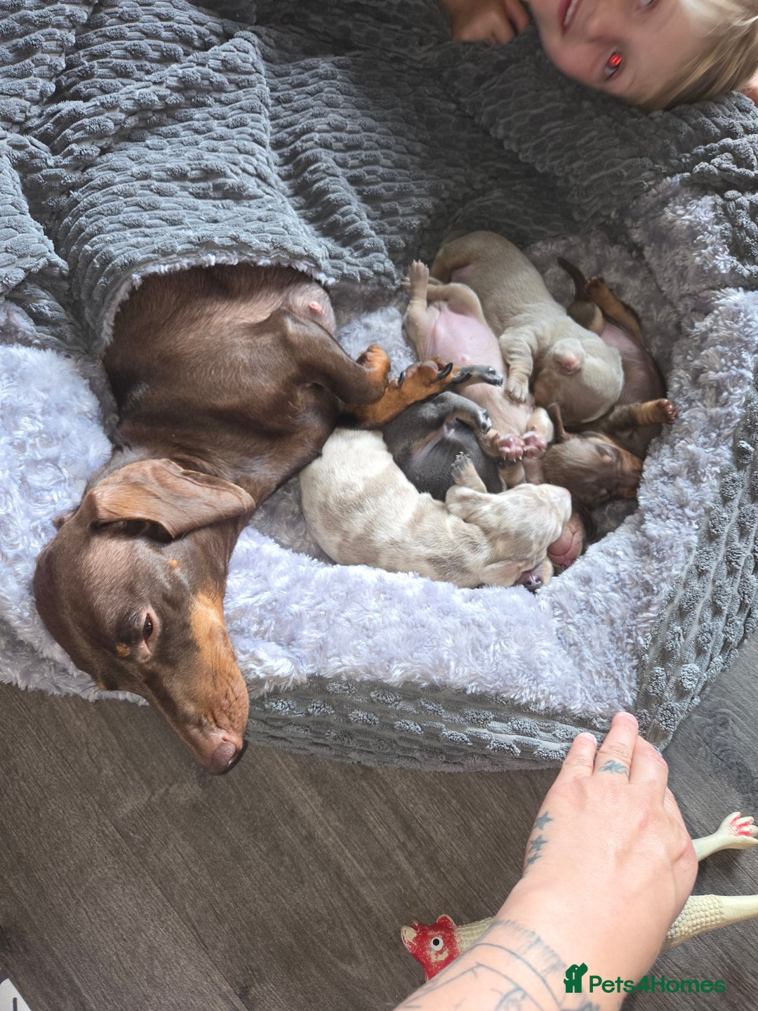 Dachshund dogs for sale: Beautiful Dachshund Puppies - Image 4