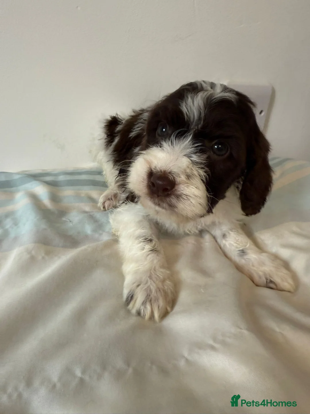 Cockapoo dogs for sale: Gorgeous Cockapoo litter in Barnsley - Advert 2