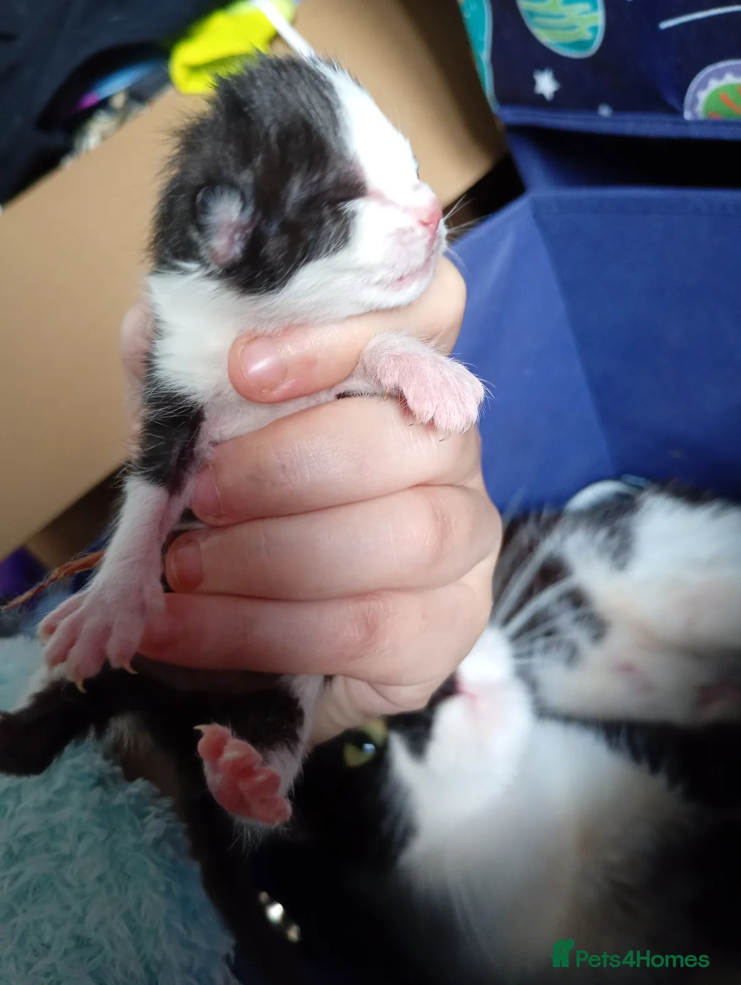 Mixed Breed cats for sale: Gorgeous kittens for new homes - Advert 2