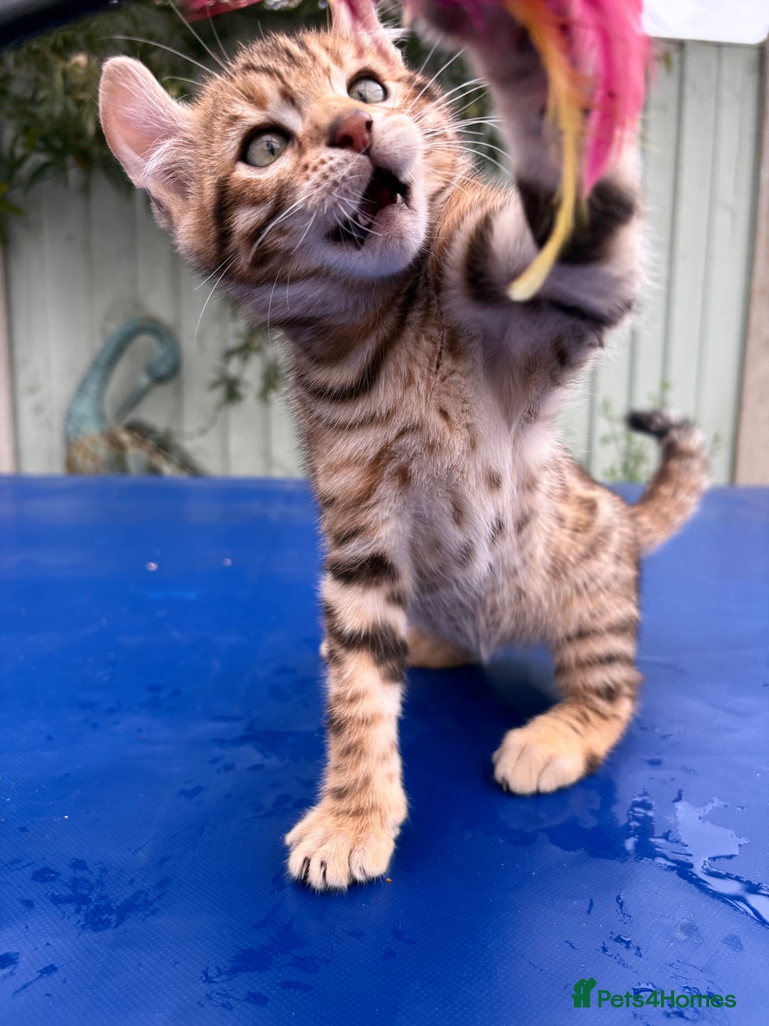 Keetso cats for sale: Rare curled eared rosetted keetso male  - Advert 9