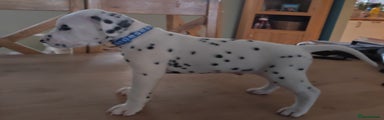 Dalmatian Puppy 7