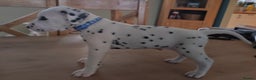 Dalmatian dogs for sale: Ready now - Champion Boys in the making!! - Advert 24