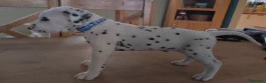 Dalmatian Puppy 7