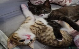 Mixed Breed cats for sale: 2 Beautiful little Boy kittens tabby & black white - Image 30