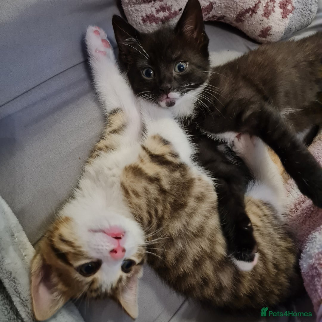 Mixed Breed cats for sale: 2 Beautiful little Boy kittens tabby & black white - Image 30