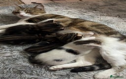 British Shorthair cats for sale: 4 tabby kittens  - Image 1