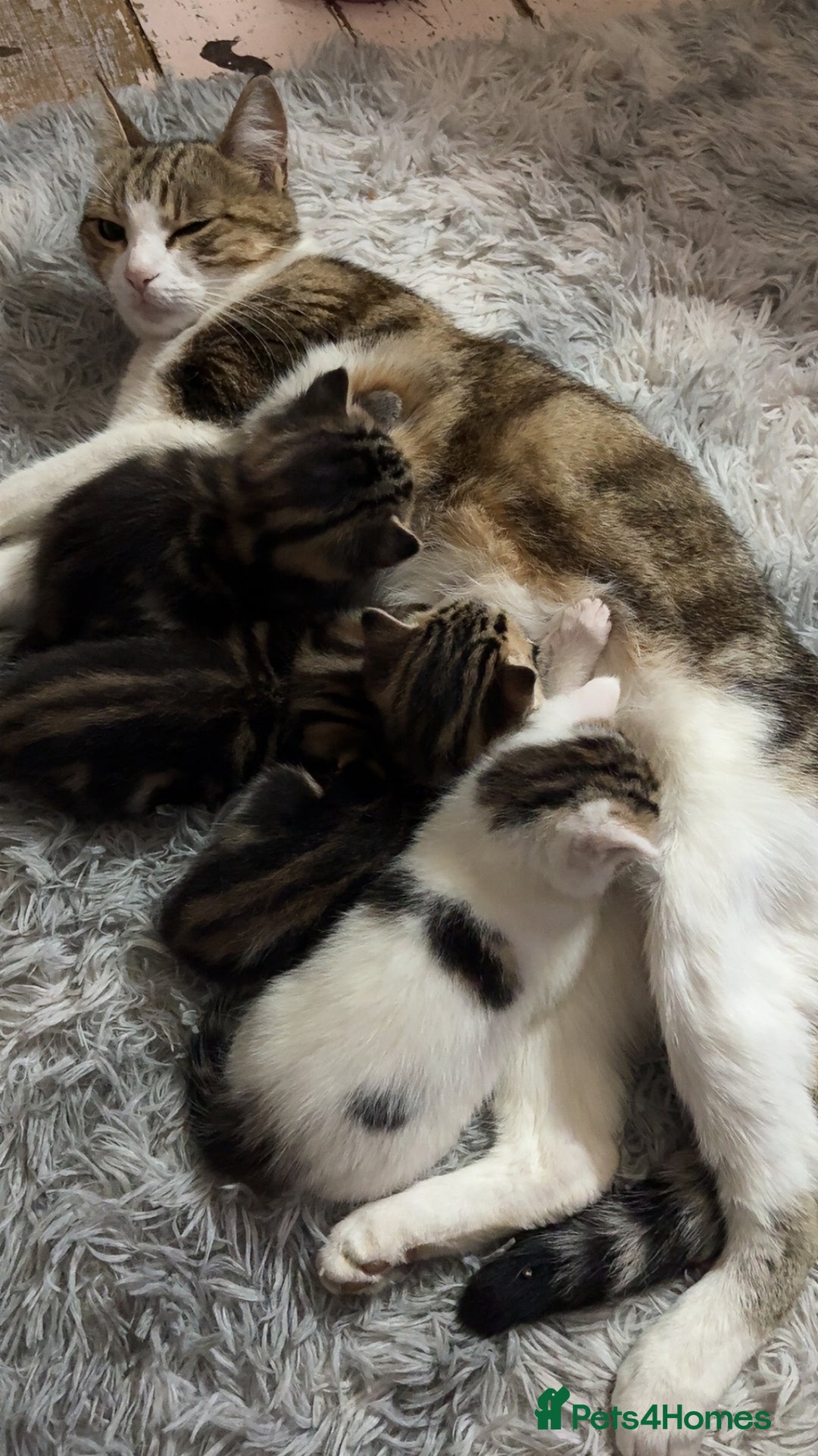 British Shorthair cats for sale: 4 tabby kittens  - Image 1