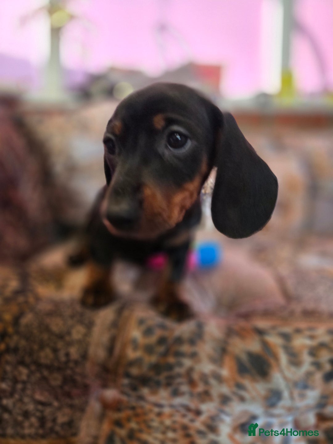 Miniature Dachshund dogs for sale: Quality mini dachshund dna clear - Advert 8