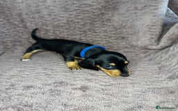 Miniature Dachshund dogs for sale: 🐾KC Reg Miniature Dachshund - READY NOW! 1 LEFT! - Image 3
