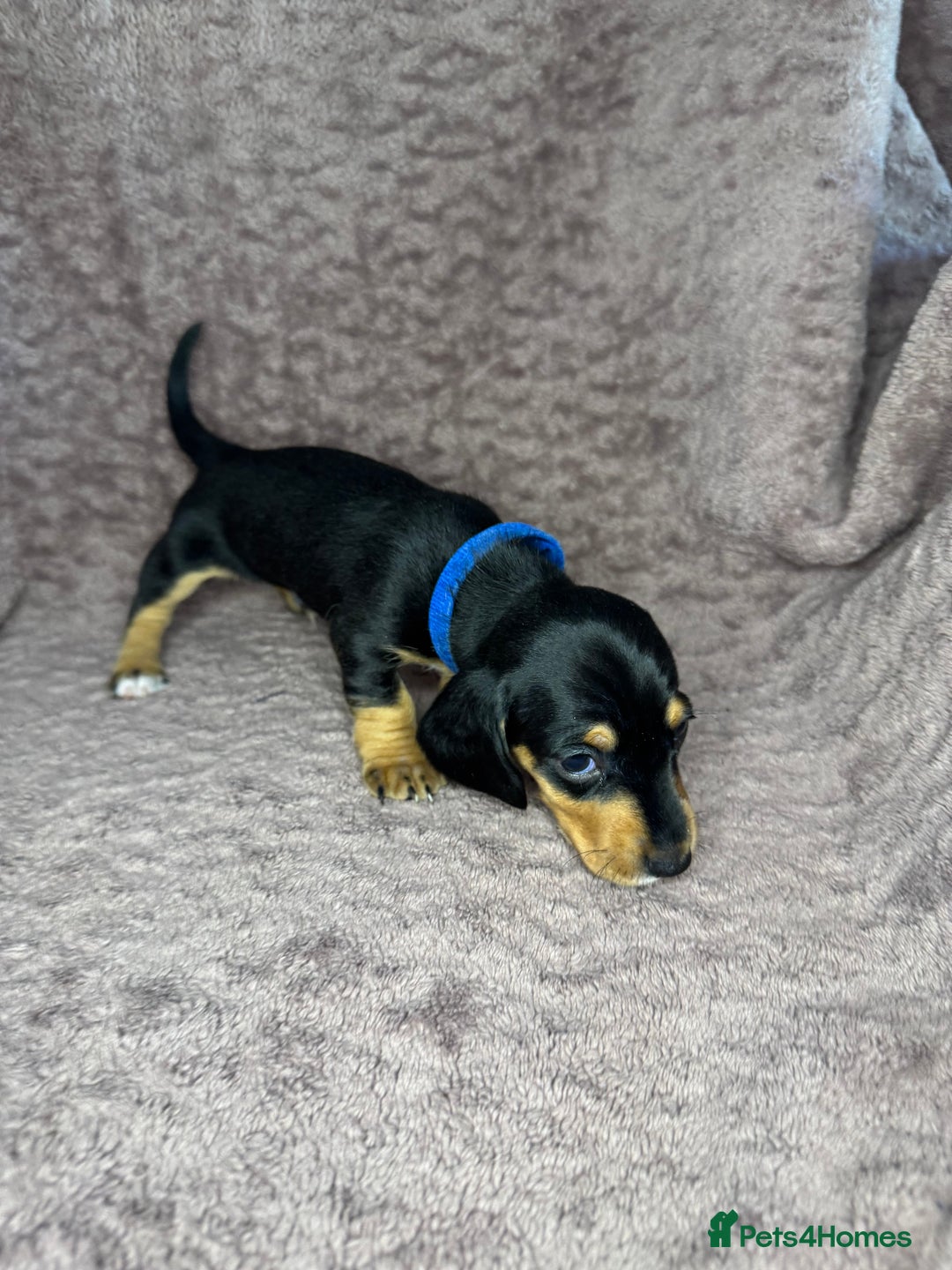 Miniature Dachshund dogs for sale: 🐾KC Reg Miniature Dachshund - READY NOW! 1 LEFT! - Image 3