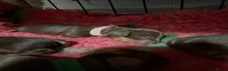 Miniature Dachshund dogs for sale: Miniature dachshund puppies  - Advert 12