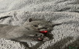 British Shorthair cats for sale: British Shorthair/Scottish Fold Kittens for sale - Image 10