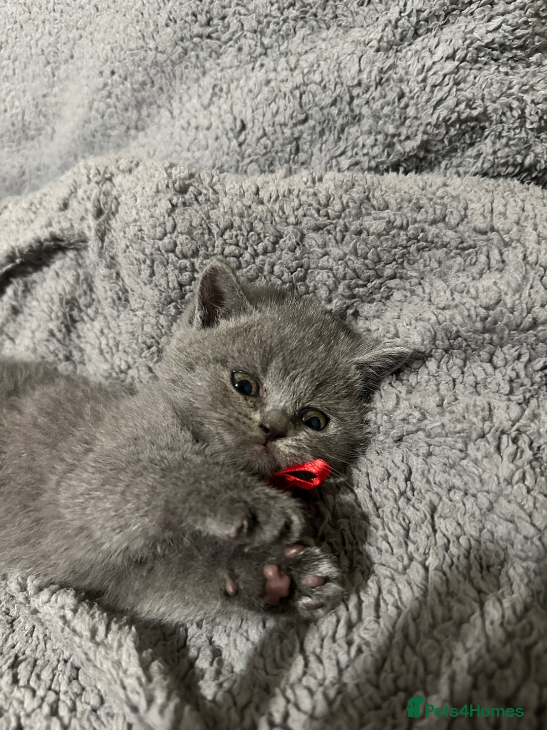 British Shorthair cats for sale: British Shorthair/Scottish Fold Kittens for sale - Image 10