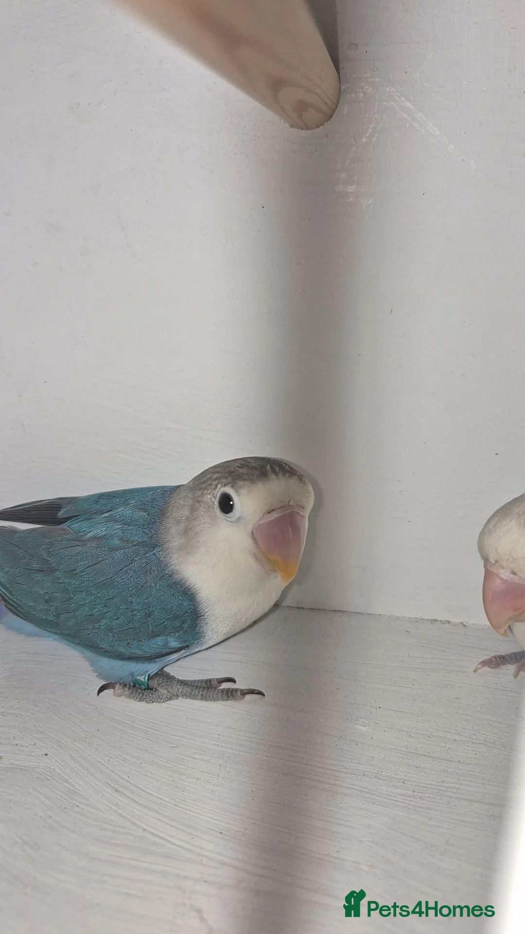 Lovebirds birds for sale: 2 love birds  in Dalkeith - Advert 1
