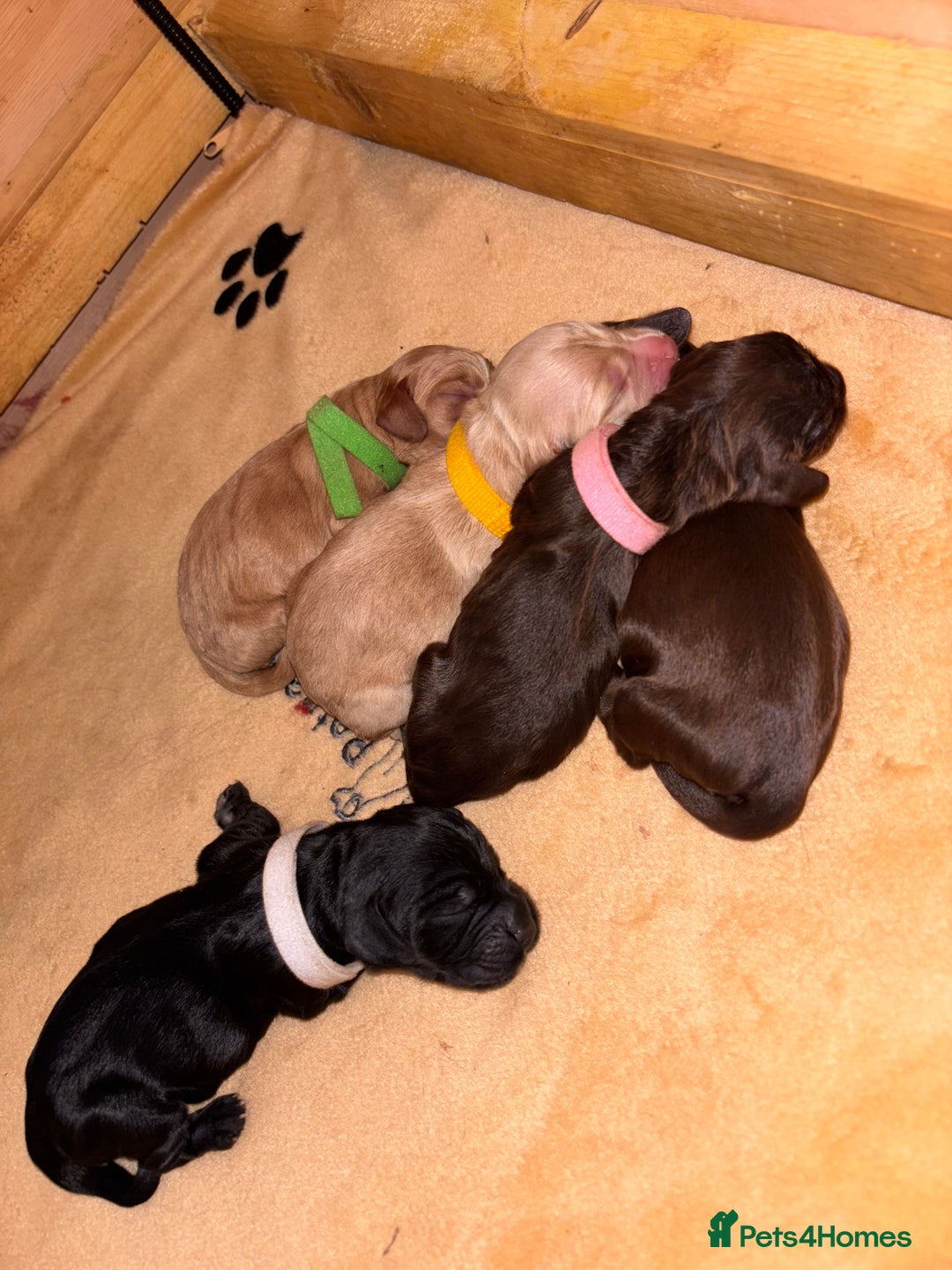 Cocker Spaniel dogs for sale: Beautiful Cocker Spaniel Puppy’s  - Advert 2