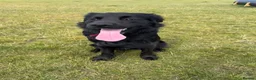 Mixed Breed dogs for sale: Pepsi in Norwich - Advert 1