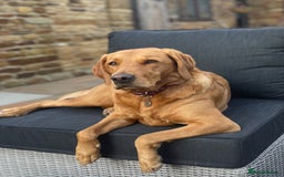 Labrador Retriever dogs for sale: Lovely fox red Labrador puppies  - Image 9