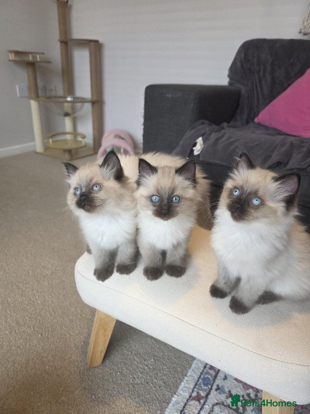 Ragdoll cats for sale: Beautiful Ragdoll Kittens Ready NOW - Advert 8