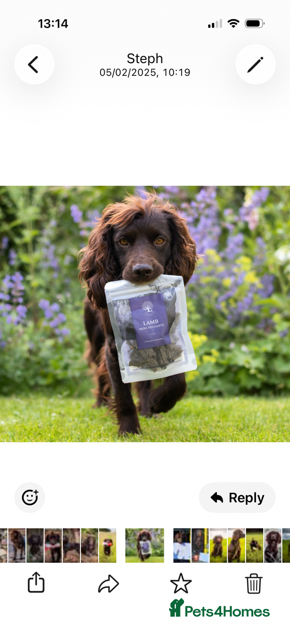 Cocker Spaniel dogs for sale: Cocker Spaniel puppies in Diss - Advert 25
