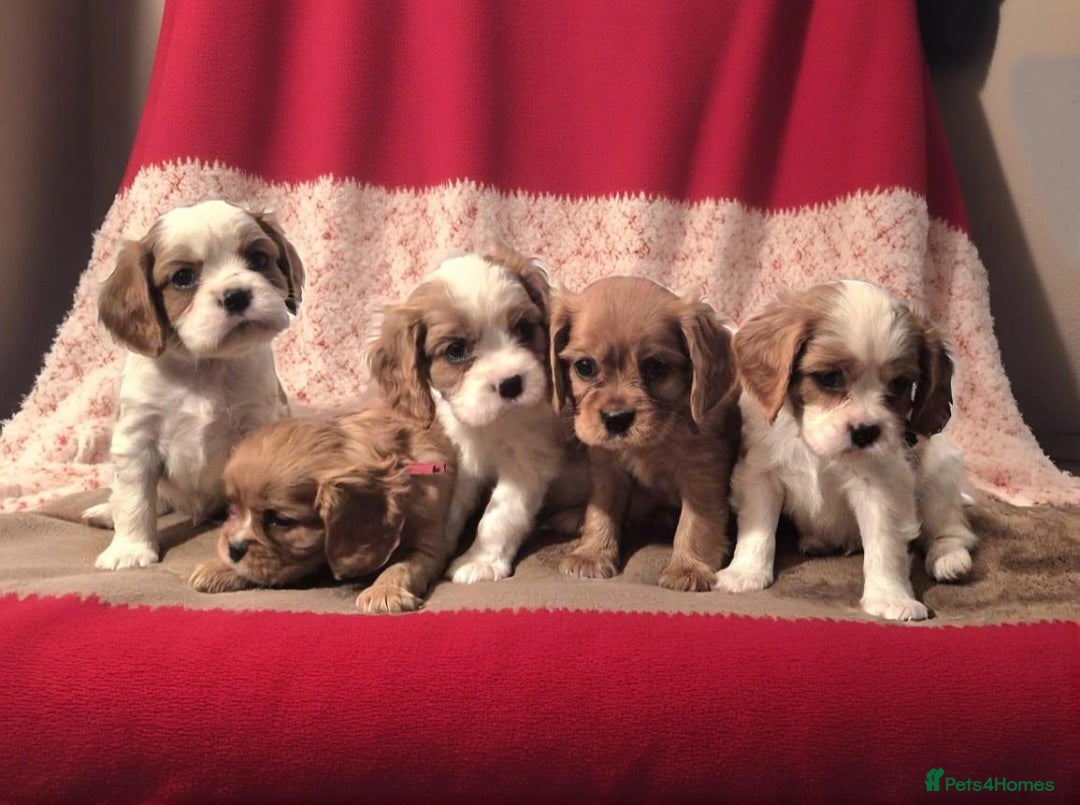 Cavalier King Charles Spaniel dogs 3 blenheim boys left beautiful CKCS ❤️ - Advert 8