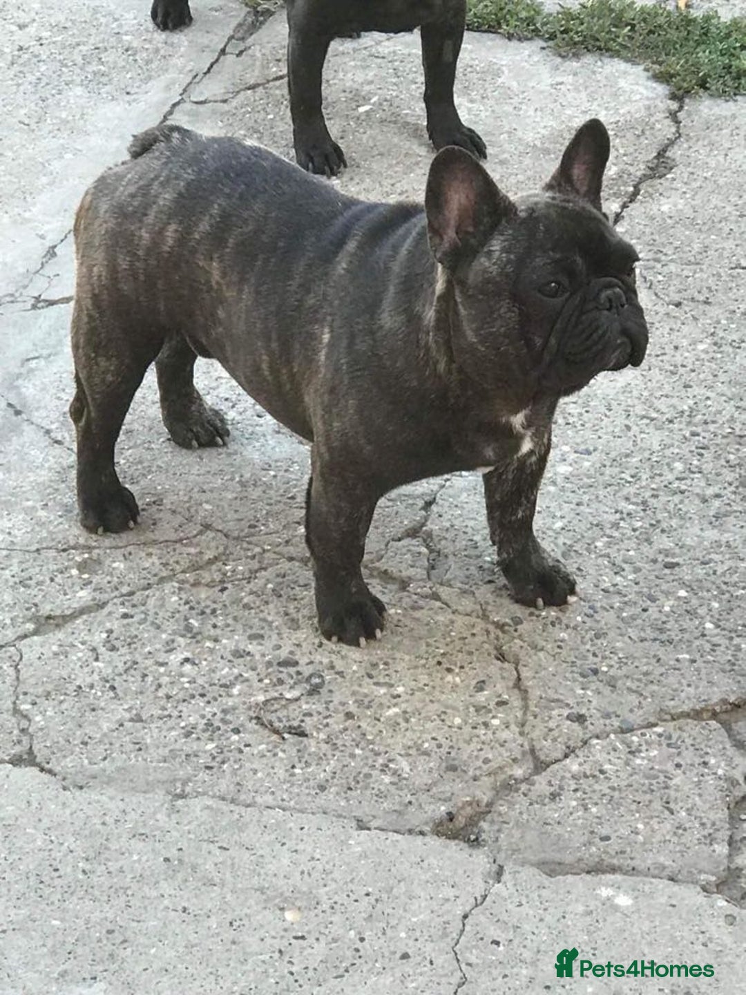 French Bulldog dogs for stud: INTERNATIONAL CHAMPION French Bulldog for STUD - Advert 10