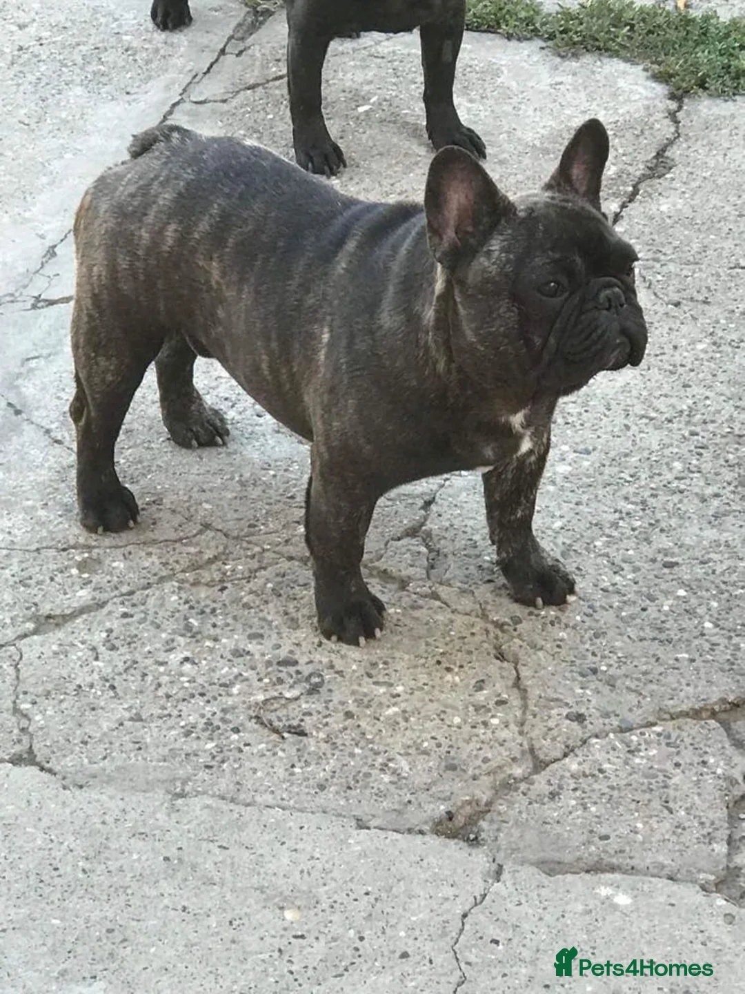 French Bulldog dogs for stud: INTERNATIONAL CHAMPION French Bulldog for STUD - Advert 10
