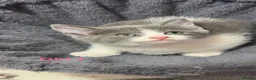Mixed Breed cats for sale: Beautiful mixed breed kittens.  - Advert 27