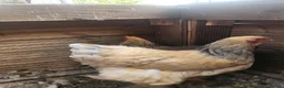 Chickens poultry for sale: 2 barahma hens - Advert 1
