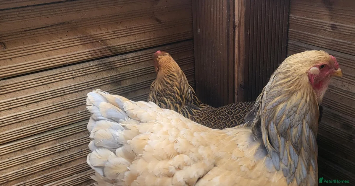 Asildin 2 barahma hens for sale in Basildon | Pets4Homes