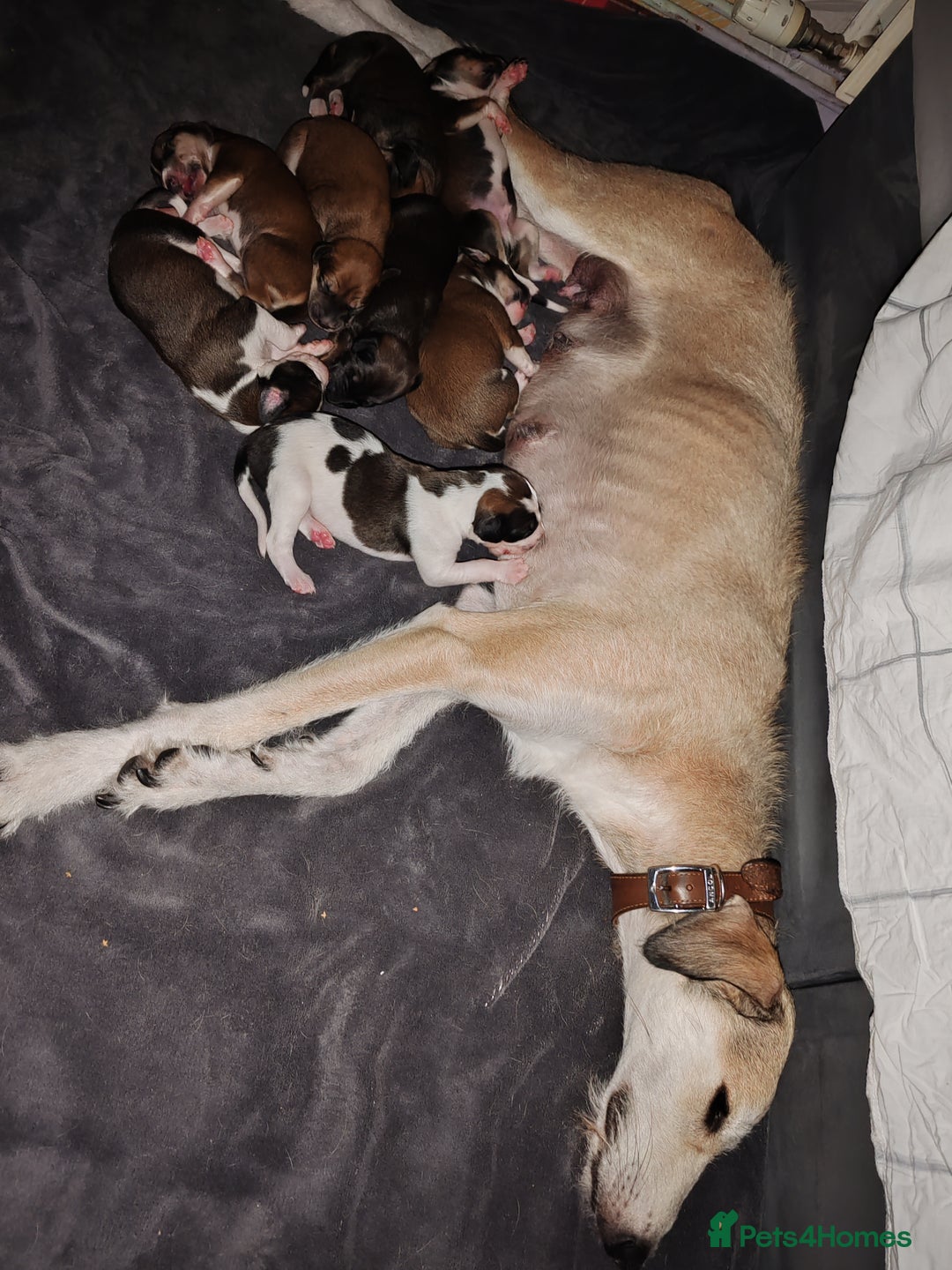 Saluki dogs for sale: Saluki pups  - Image 5