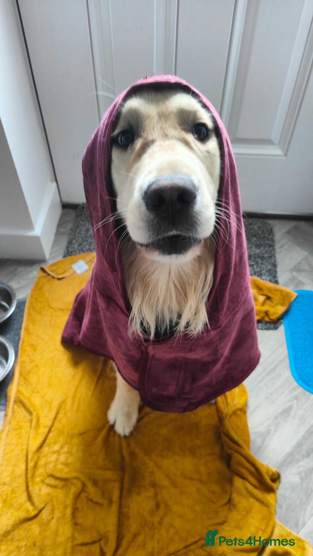 Golden Retriever dogs for sale: 2 yr old Golden Retriever  - Image 1