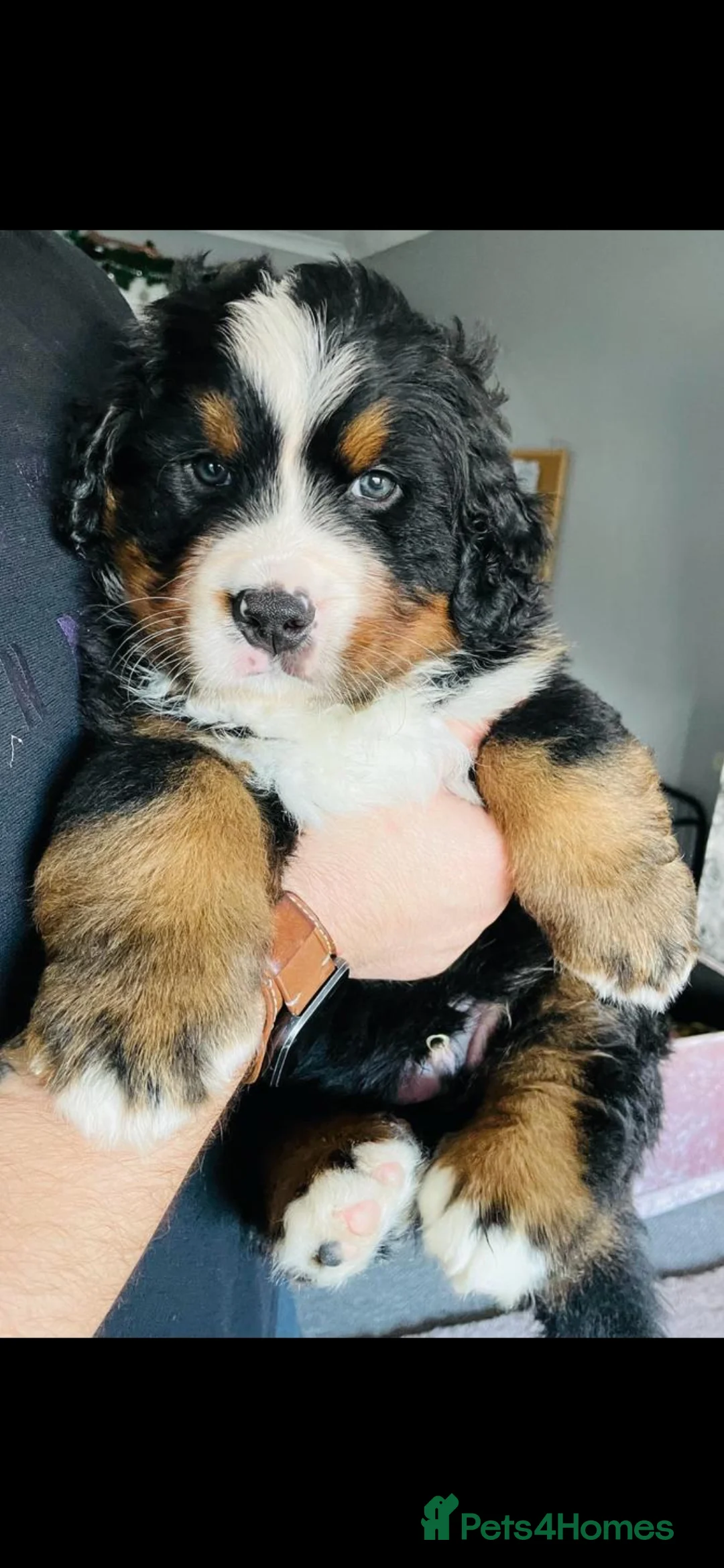 Bernese Mountain Dog dogs for stud: Proven Bernese Mountain Dog - Advert 9