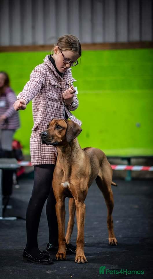 Rhodesian Ridgeback dogs Waiting list open  - Advert 1