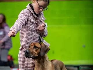 Rhodesian Ridgeback dogs for sale: Waiting list open - Advert 2
