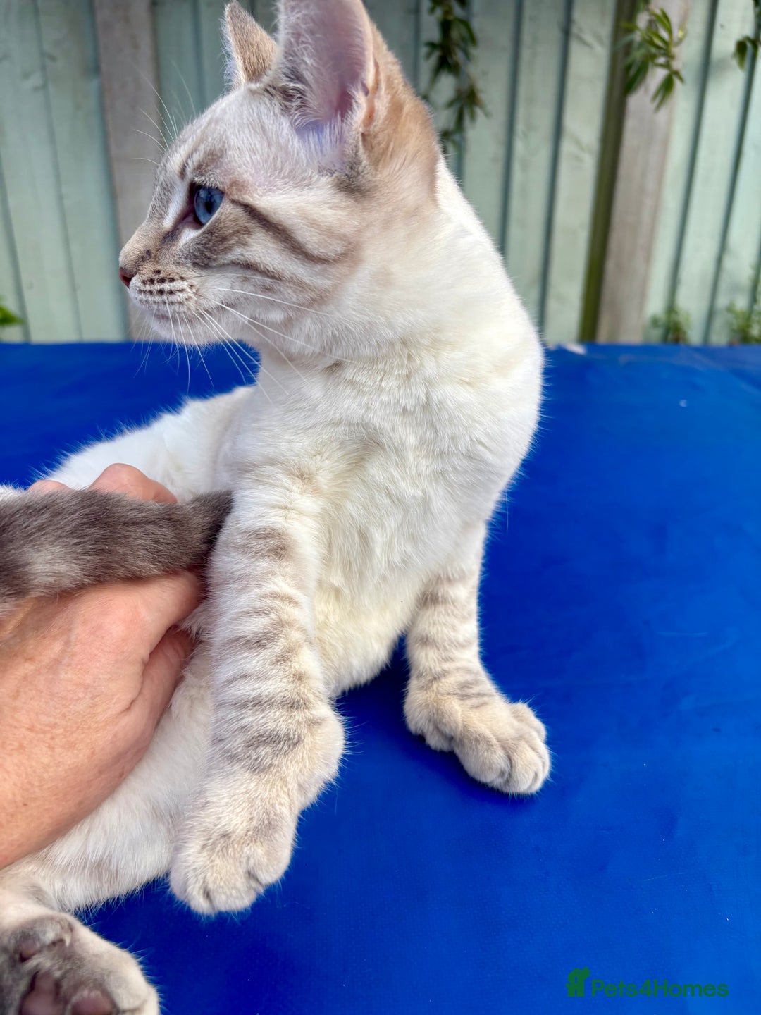 Keetso cats for sale: Superb polydactyl girl - Advert 16