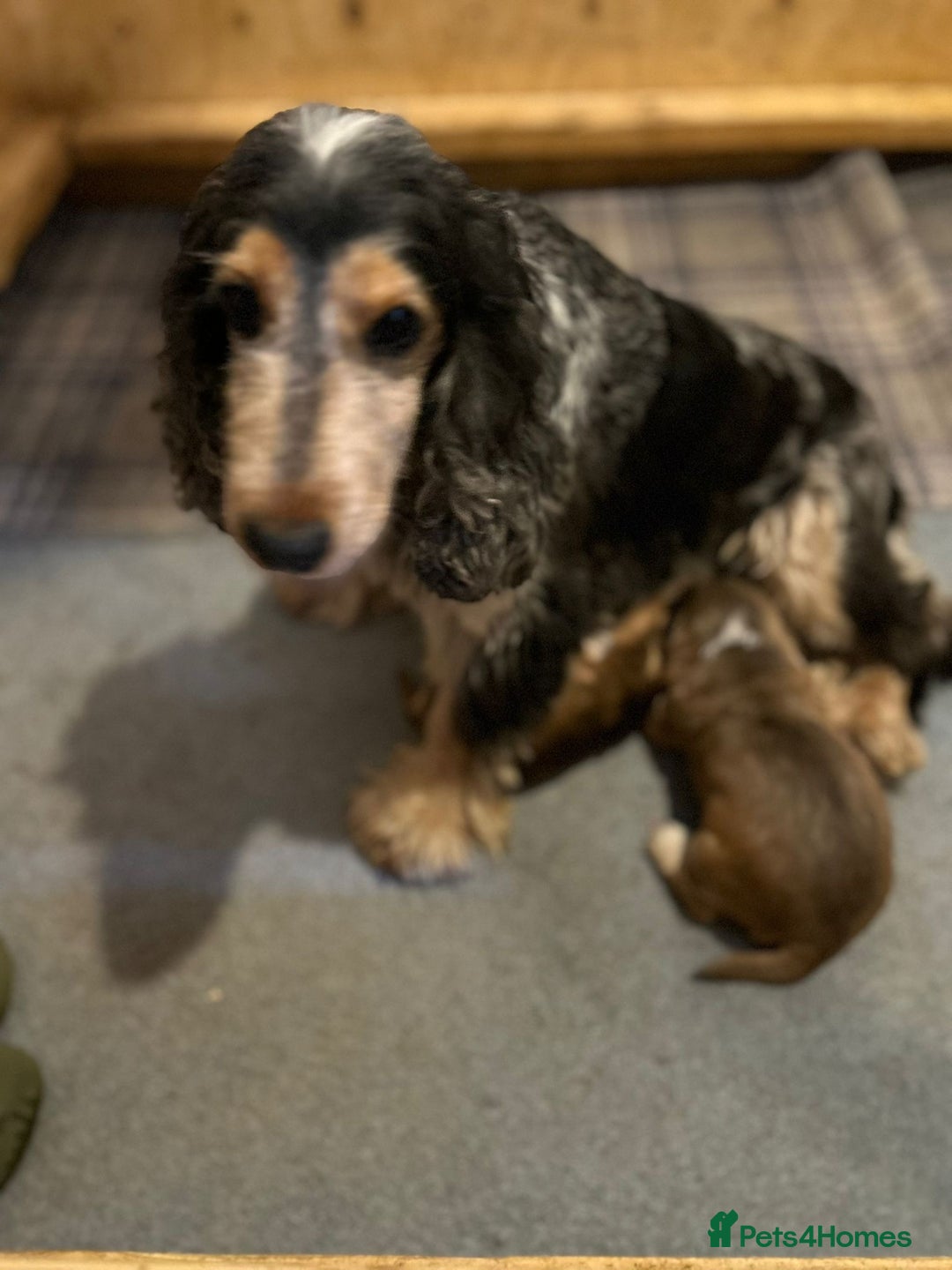 Cocker Spaniel dogs for sale: Gorgeous simbawood cocker spaniel 1 boy 1 girl  - Image 4