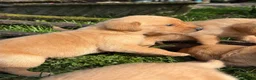 Goldador dogs for sale: Beautiful Deep Red Goldadors DNA Clear - Advert 8