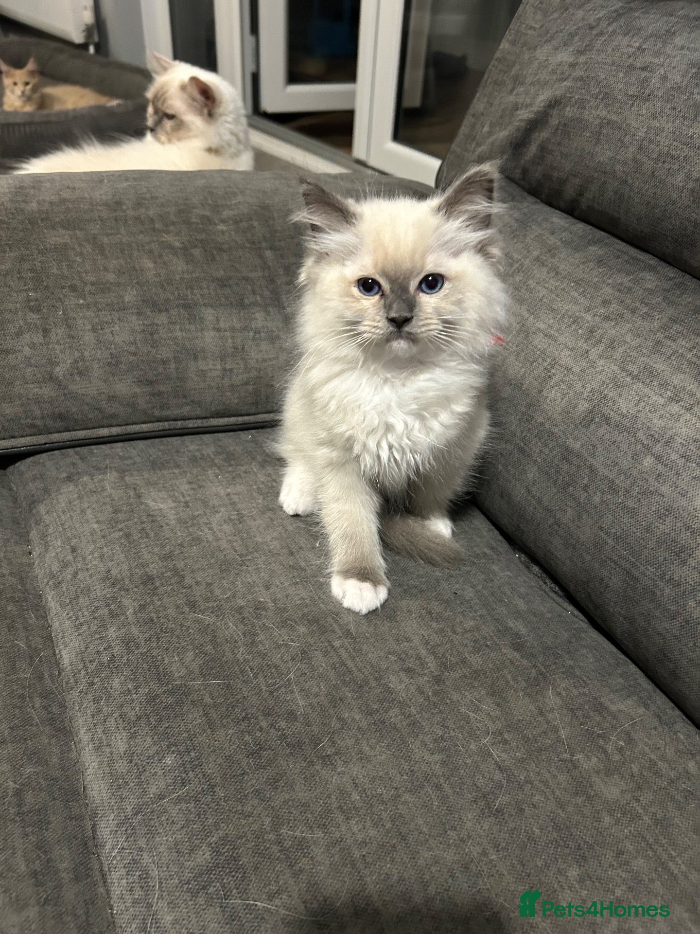 Ragdoll cats FULLY HEALTH TESTED rag doll pure stunning Boys  - Advert 1