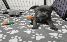 Staffordshire Bull Terrier dogs for sale: Blue staffordshire bull terrier  - Image 5