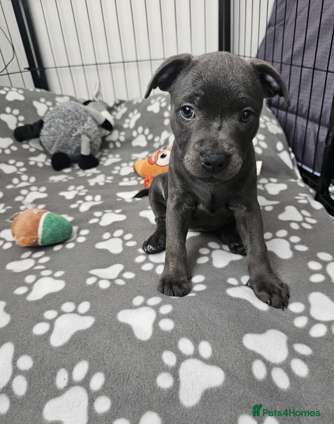 Staffordshire Bull Terrier dogs for sale: Blue staffordshire bull terrier  - Image 5