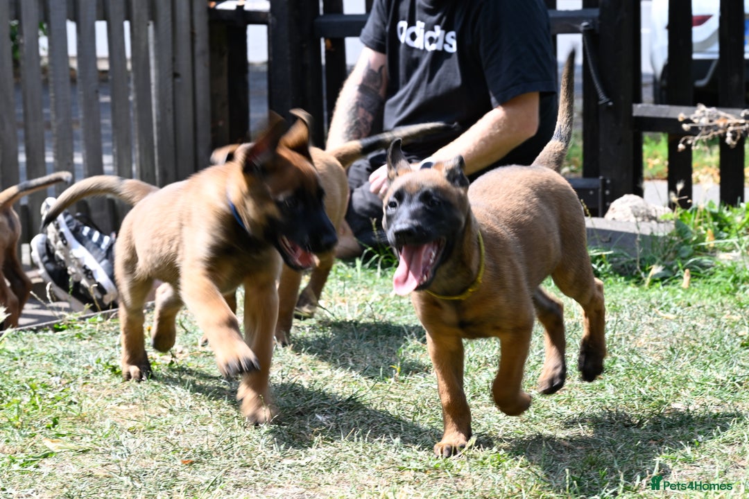 Belgian Shepherd Dog dogs for sale: Stunning Belgian Malinois Puppies Ready Now - Image 16