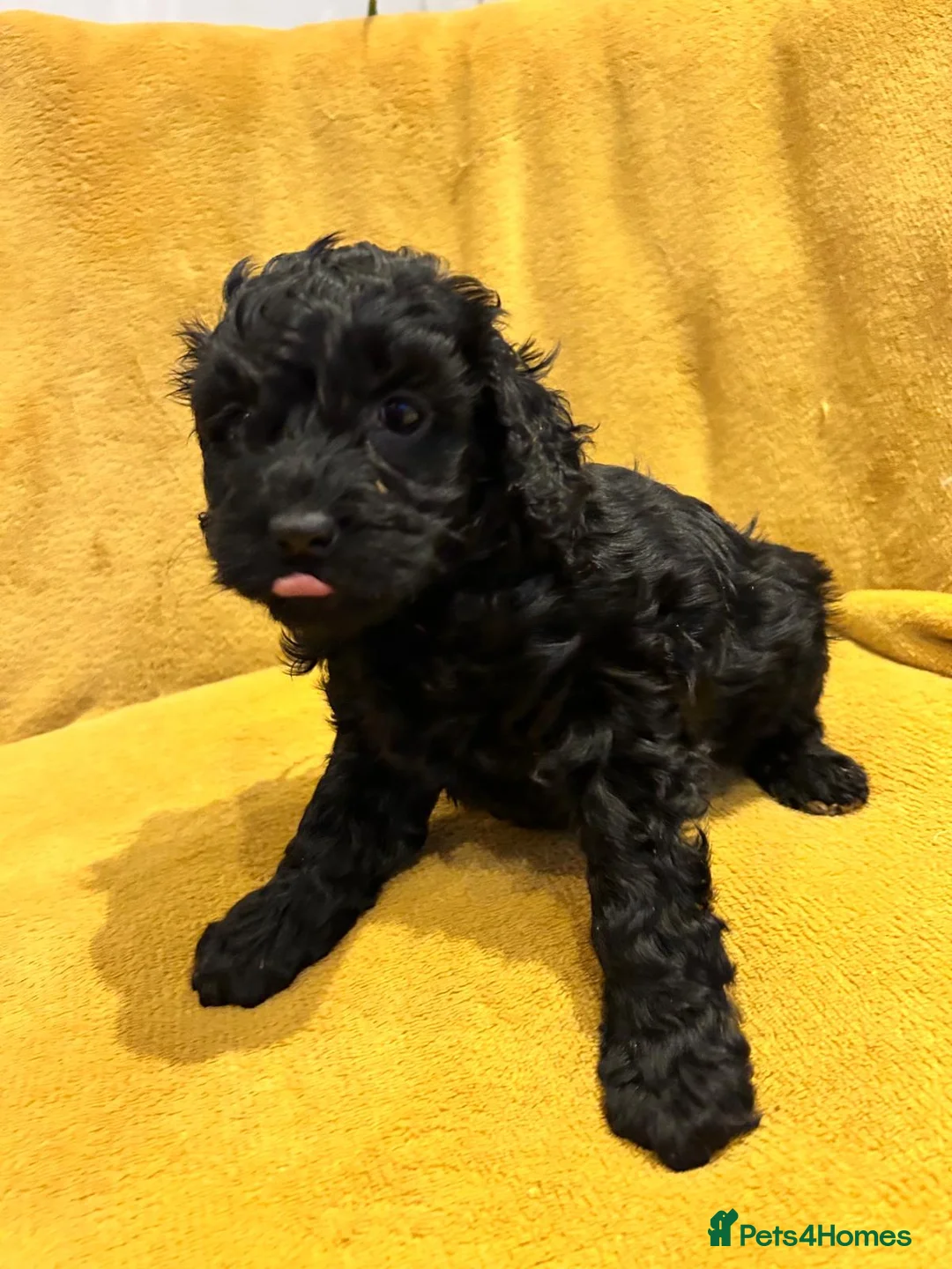 Cockapoo dogs for sale: 4 beautiful cockerpoo pups - Advert 8