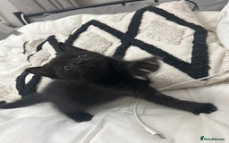 Ragdoll cats for sale: Adorable Kittens for Sale – 2 Males & 4 Females - Image 13