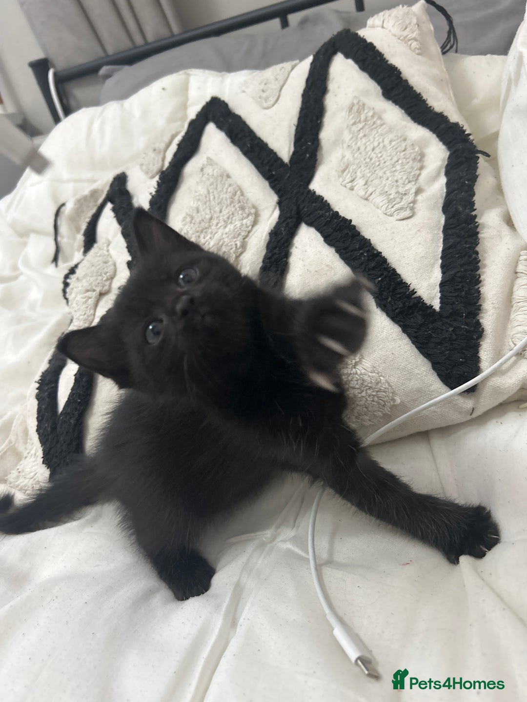 Ragdoll cats for sale: Adorable Kittens for Sale – 2 Males & 4 Females - Image 13