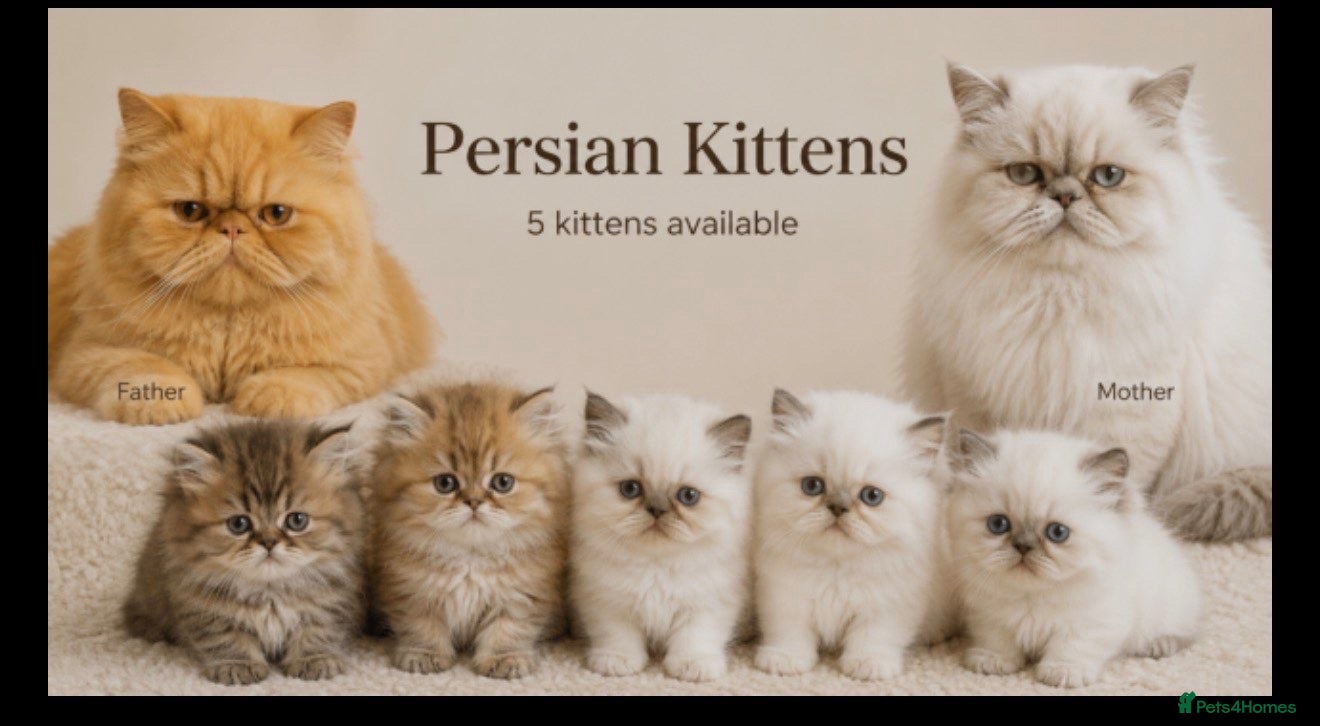 Persian cats Gorgeous Pure Persian Kittens  - Advert 2