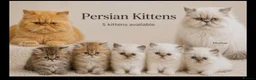 Persian cats for sale: Gorgeous Pure Persian Kittens  in London - Advert 1