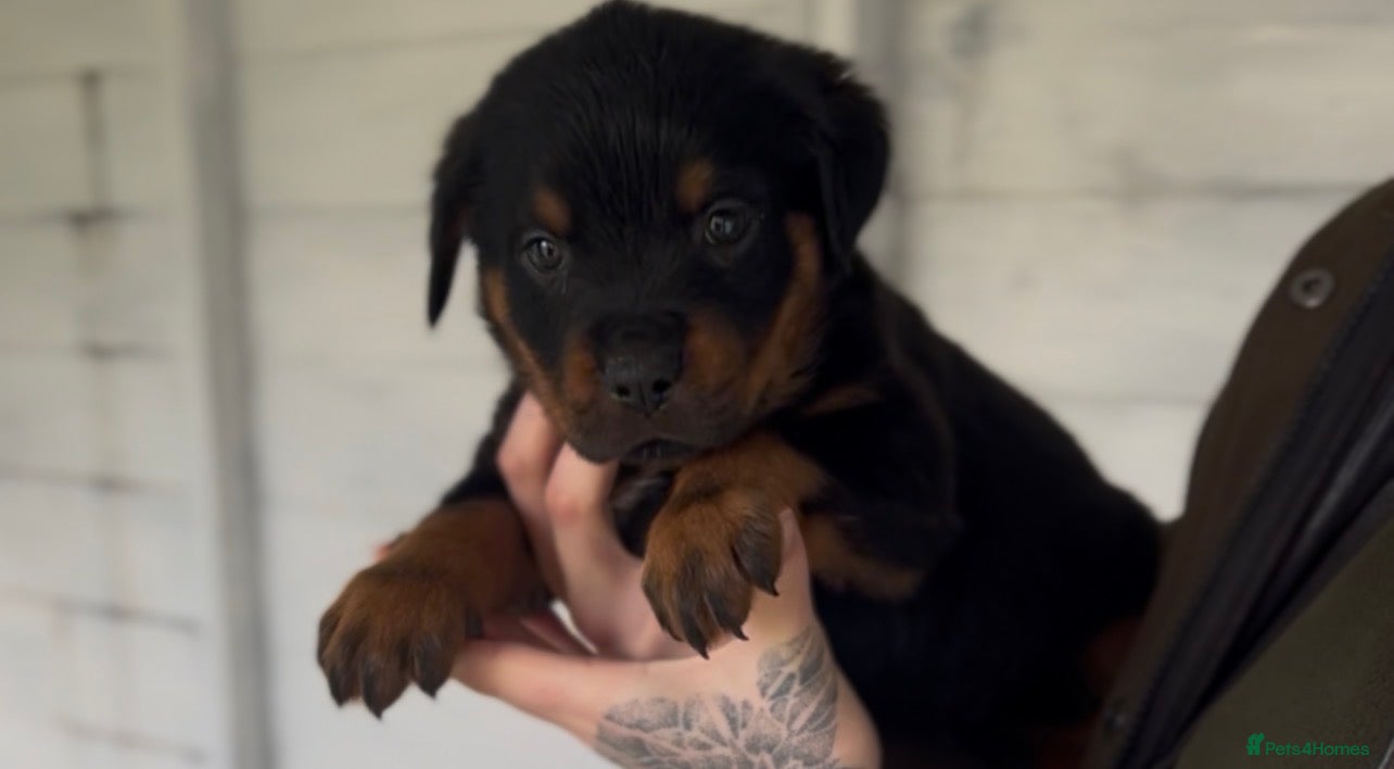 Rottweiler dogs Rottweiler pups ready to leave 23rd March.  - Advert 6