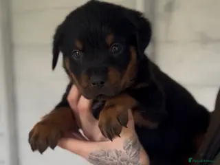 Rottweiler dogs Rottweiler pups ready to leave 23rd March. - Advert 6