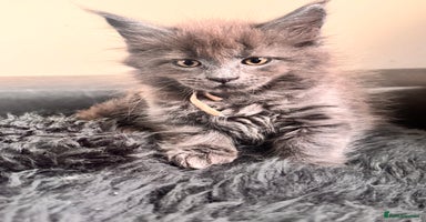 Maine Coon cats - Advert 12