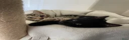 Bengal cats for sale: Bengal cross  - Advert 4